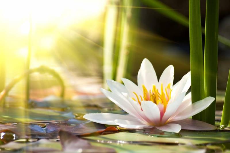 national flower - Lotus Flower - images : Shutterstock