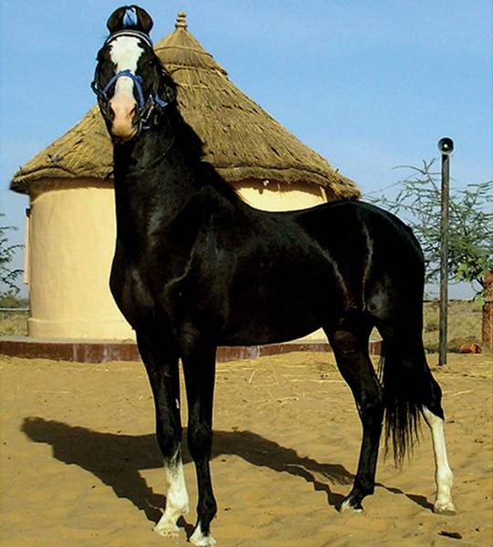 beautifull horses - Marwari Horse - images: mhbri.com