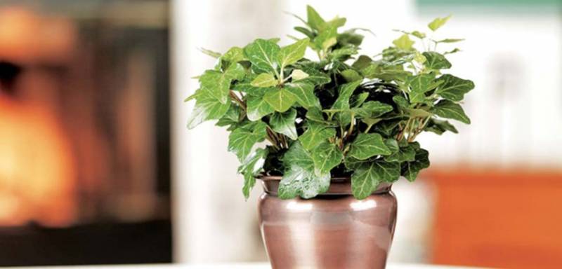 house plants - Mini English Ivy - images : costafarms.com