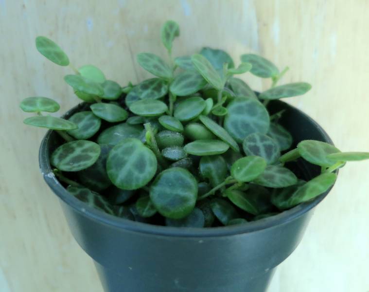 house plants - Miniature Peperomia - images : garysspecialtyplants.blogspot.com