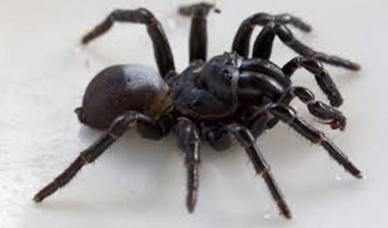 venomous spiders - Mouse Spider