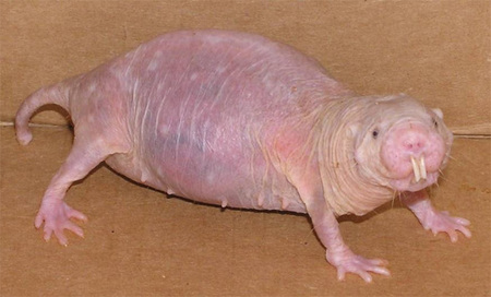 Hairless Animals - Naked Mole Rat - image: www.reed.edu