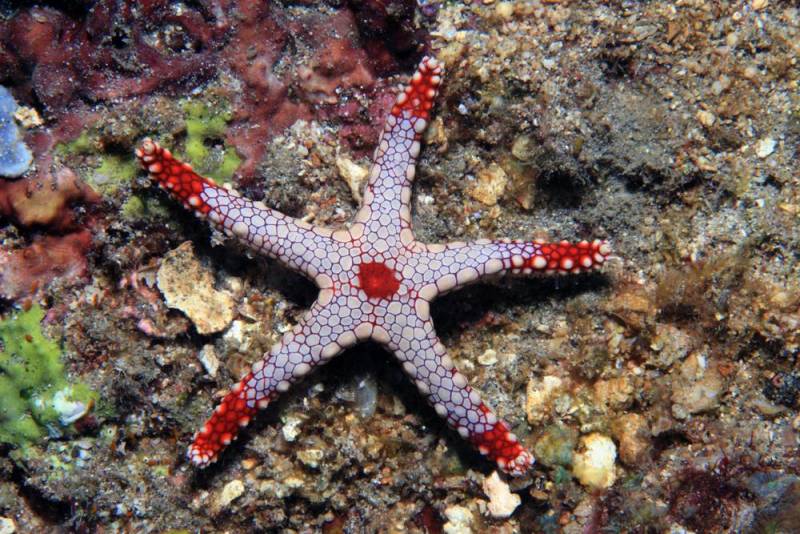 starfish - Necklace Starfish