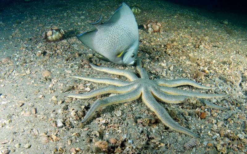 starfish - Nine Armed Sea Star