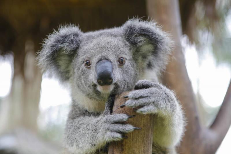 koala facts - No Drink