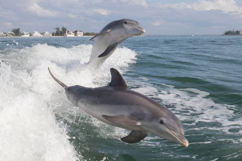 Dolphin Facts - Noisy Sound