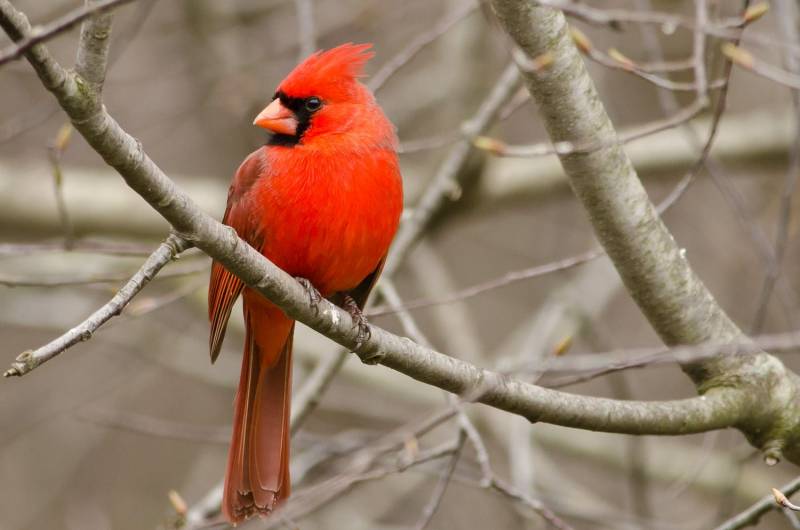 Red animals - North Cardinal