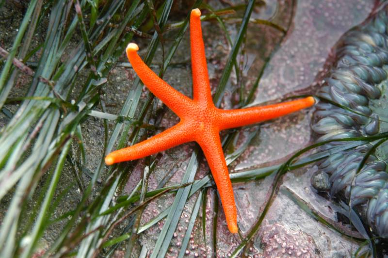 starfish - Northern Henricia - images : wikiwand.com
