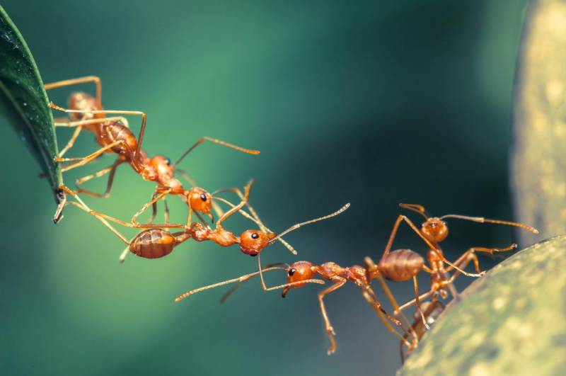 ant facts - Numerous Numbers