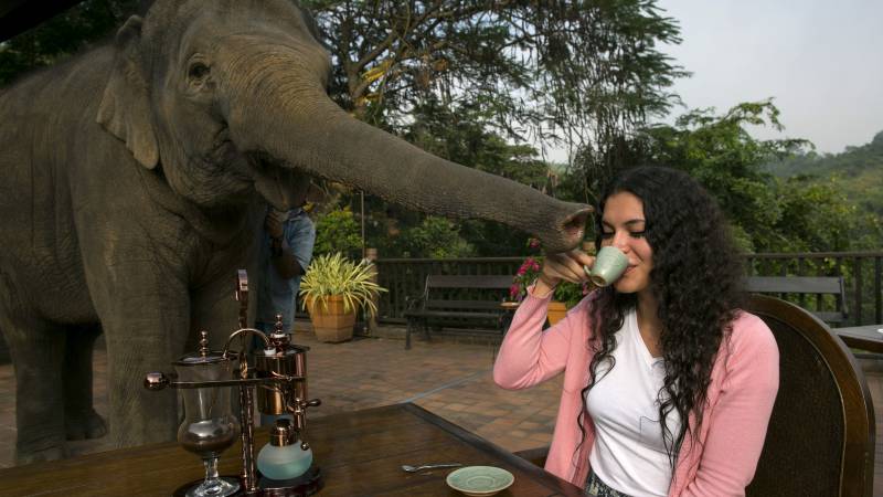 One of the World’s Most Expensive Coffee Brands is Made of the Dung of Thailand Elephants