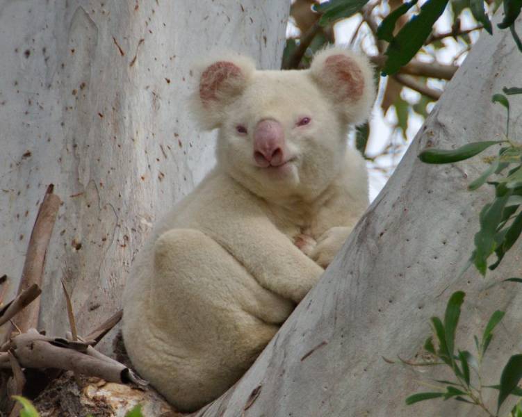 albino animals - Onya-Birri the Koala - images: za.pinterest.com