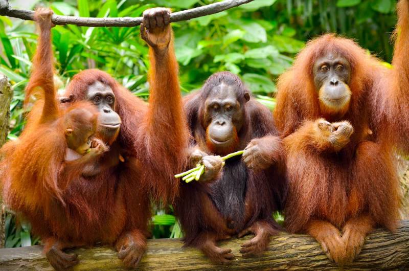 Orangutan - Photo via Shutterstock