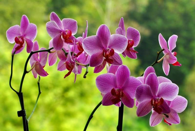 national flower - Orchid Flower - images : National Flower of Venezuela
