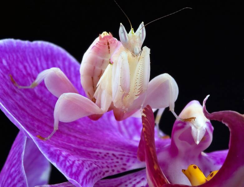Orchid Manthis - Endangered Animal