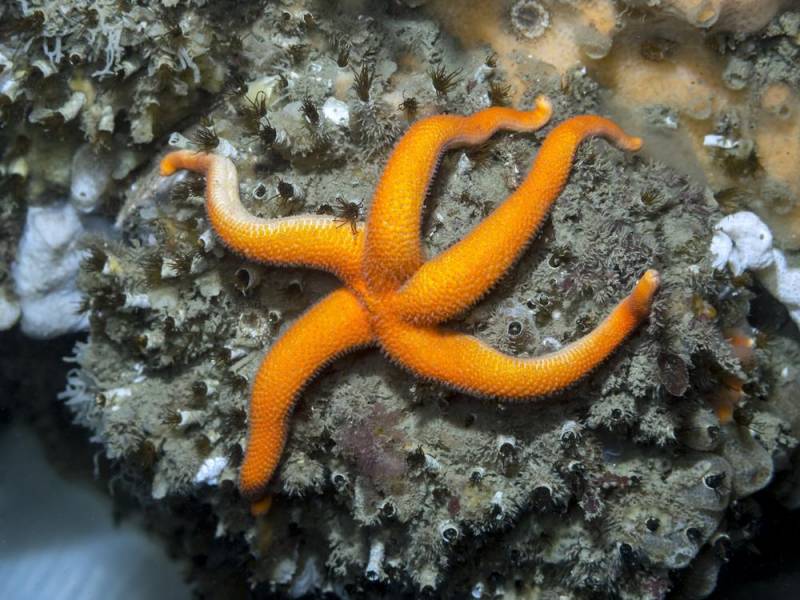 starfish - Pacific Blood Star