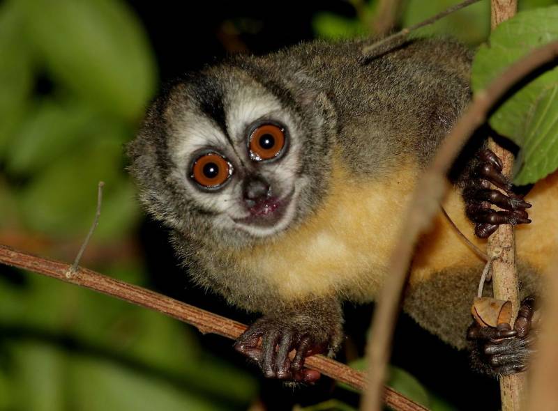 nocturnal animals - Panamanian Night Monkey 