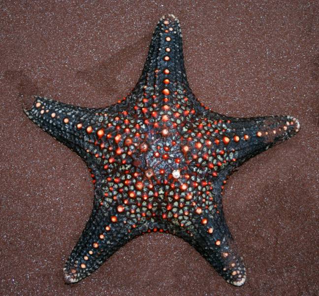 starfish - Panamic Cushion Star