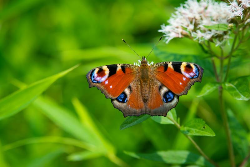 Types of Butterflies - Peacock Butterfly