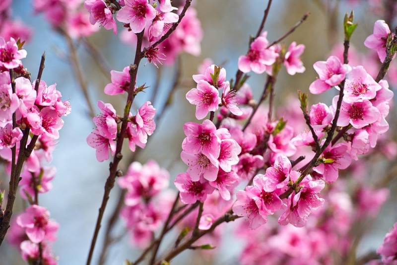 national flower - Plum Flower - images : National Flower of Tiongkok