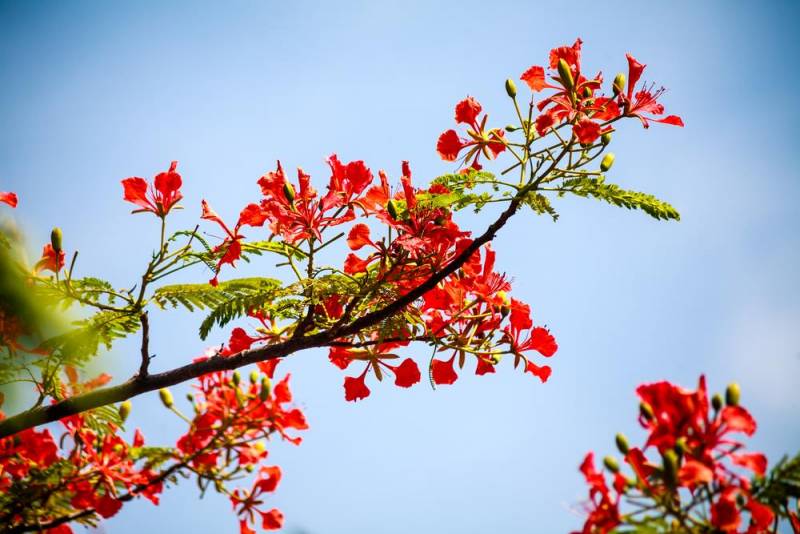 national flower - Poinciana Flower - images : Shutterstock