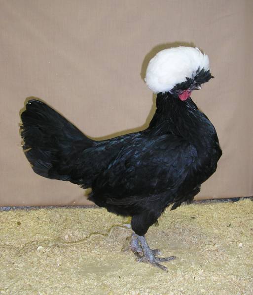 Polish Crested Chicken