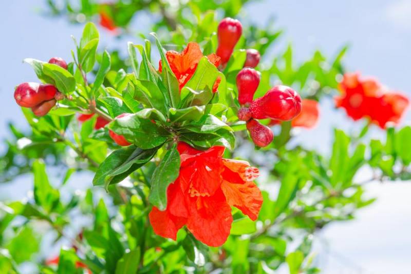 national flower - Pomegranate Blossom - images : Shutterstock