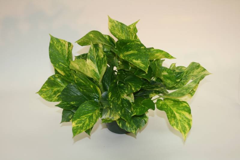 air purifying plants - Pothos Plant - images : whistlingpinesfoliage.com