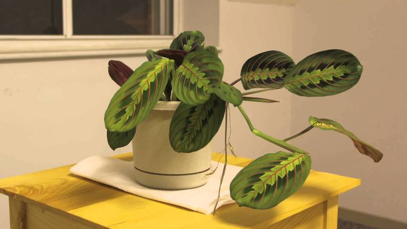 house plants - Prayer Plant - images : youtube.com