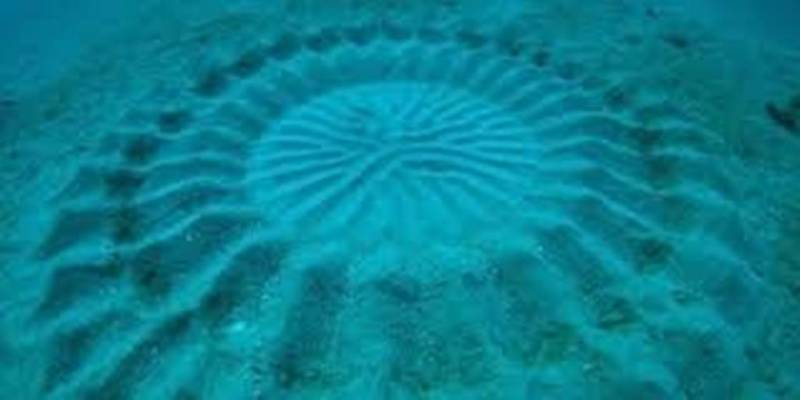 Pufferfish Circle