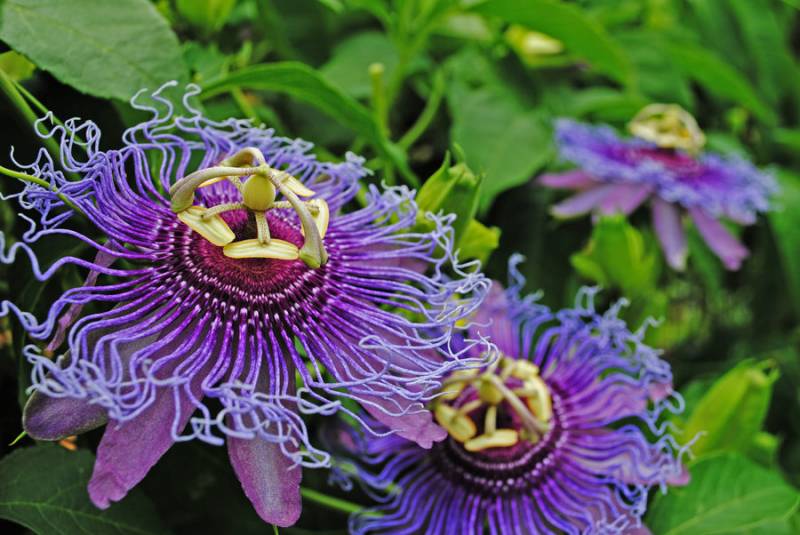 house plants - Purple Passion Plant - images : deviantart.com