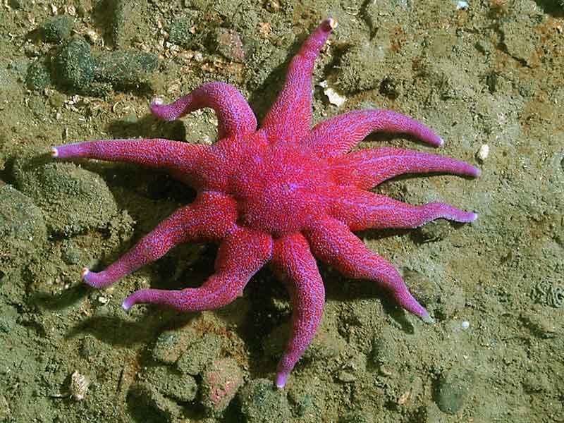 starfish - Purple Sunstar - images : marlin.ac.uk