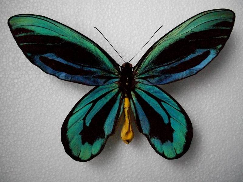 Types of Butterflies - queen alexandra birdwing butterfly