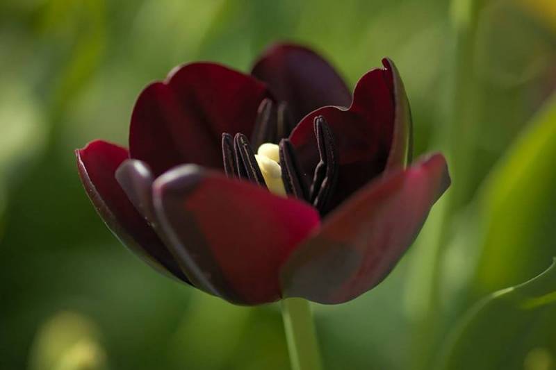 black flowers - Queen Of The Night Tulip