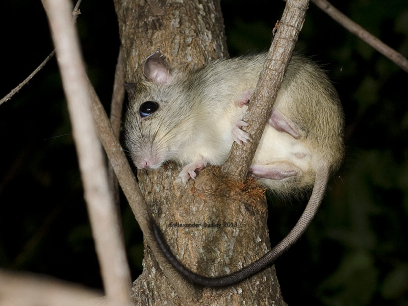 Nocturnal Animals List - Rabbit Rat