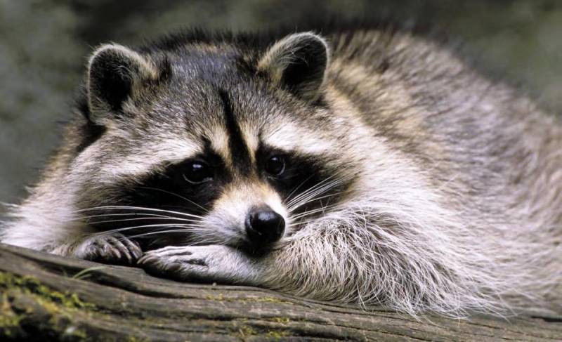 Nocturnal Animals List - Raccoons