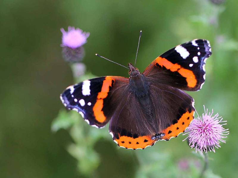Types of Butterflies - Red Admiral