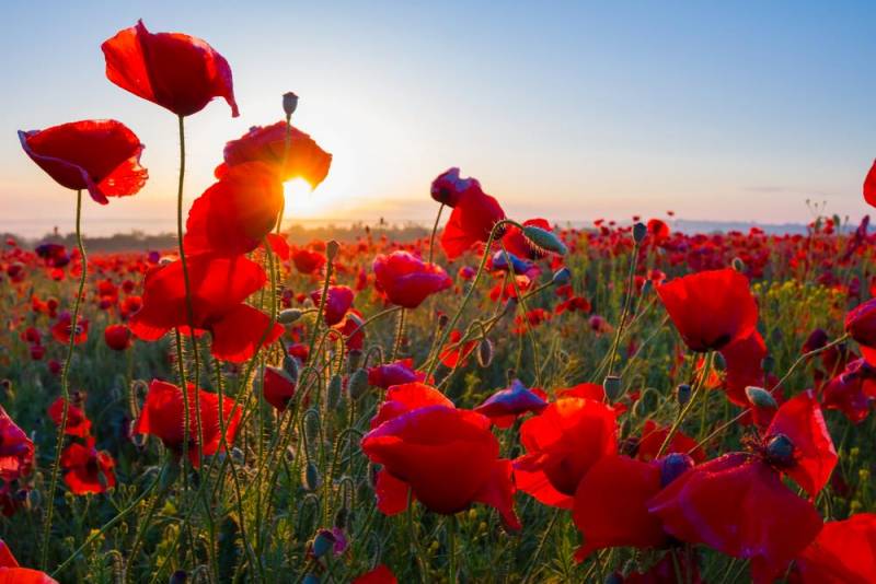 national flower - Red Poppy Flower - images : Shutterstock
