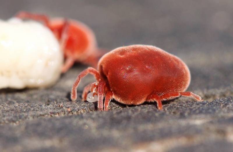 Red animals - Red Velour Termite
