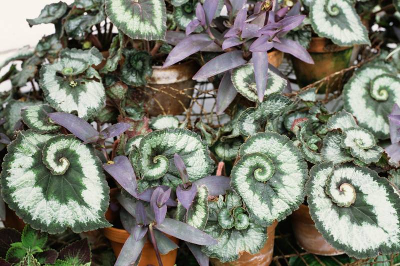 house plants - Rex Begonia - images : thespruce.com