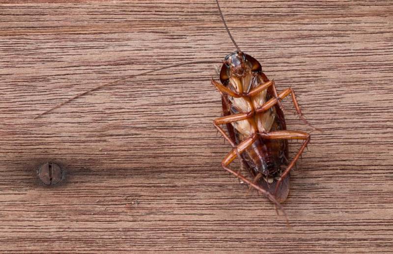 Roach - Dangerous Animal