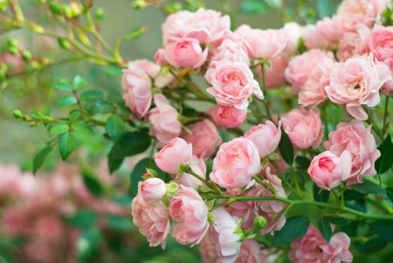 national flower - Rose Flower -  images :  Shutterstock