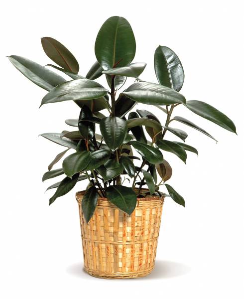 air purifying plants - Rubber Plant - images : floristcart.com
