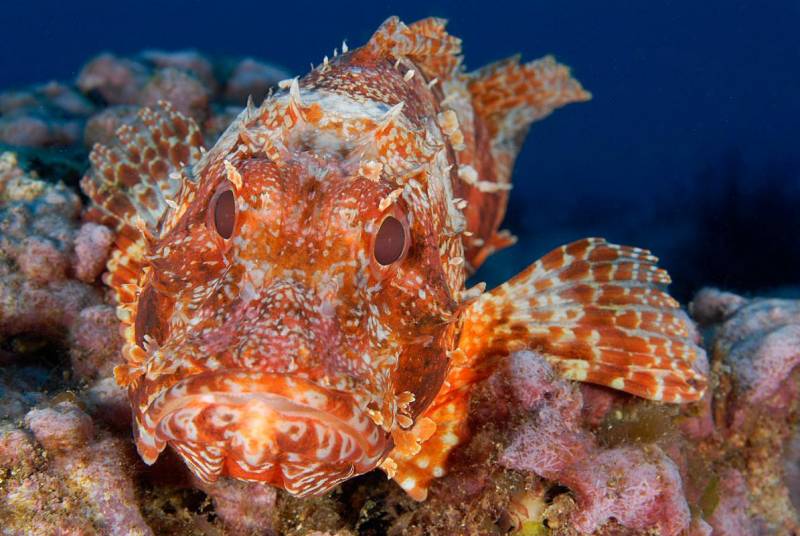 Red animals - Western Scorpionfish
