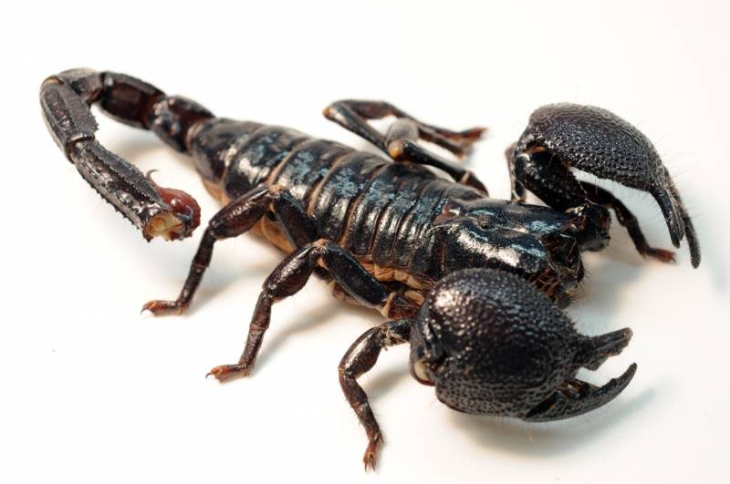 Nocturnal Animals List - Scorpions
