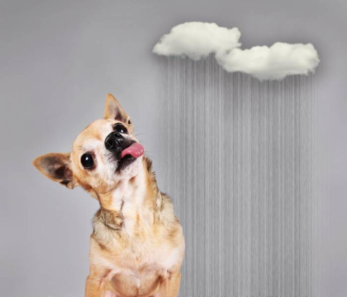 dog facts - Sensitive to Thunder