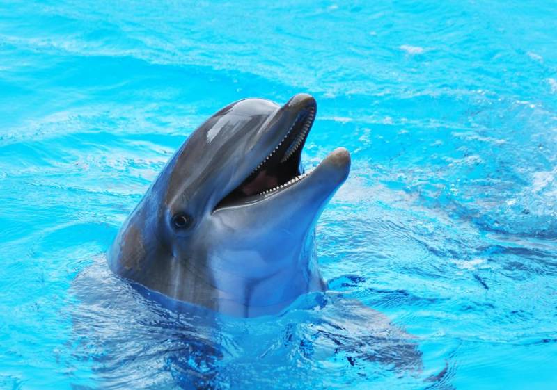 Dolphin Facts - Sharp Teeth
