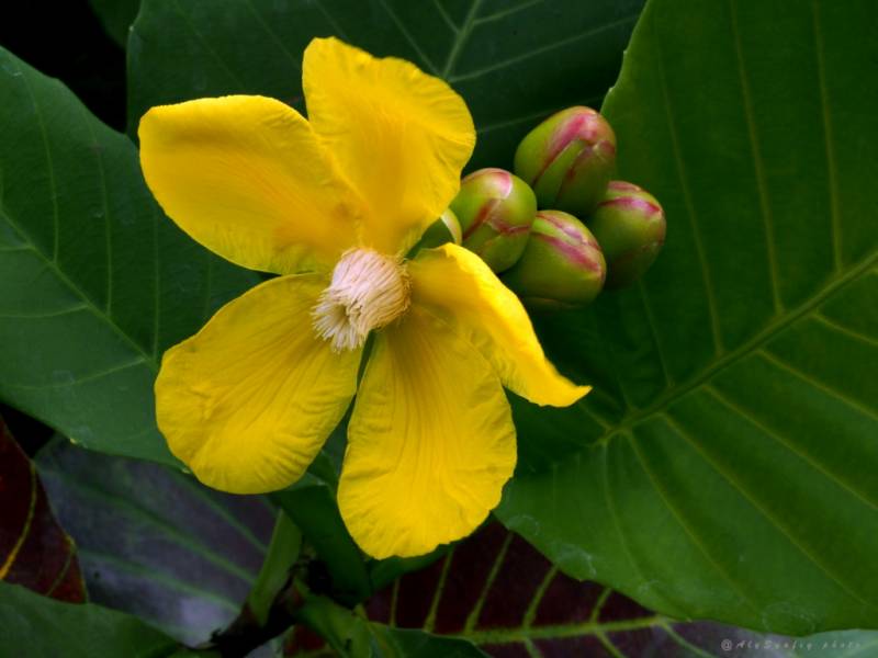 national flower - Simpor - images : bibitbunga.com