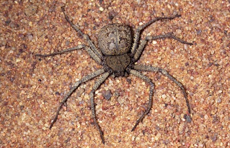 venomous spiders - Six-eyed Sand Spider