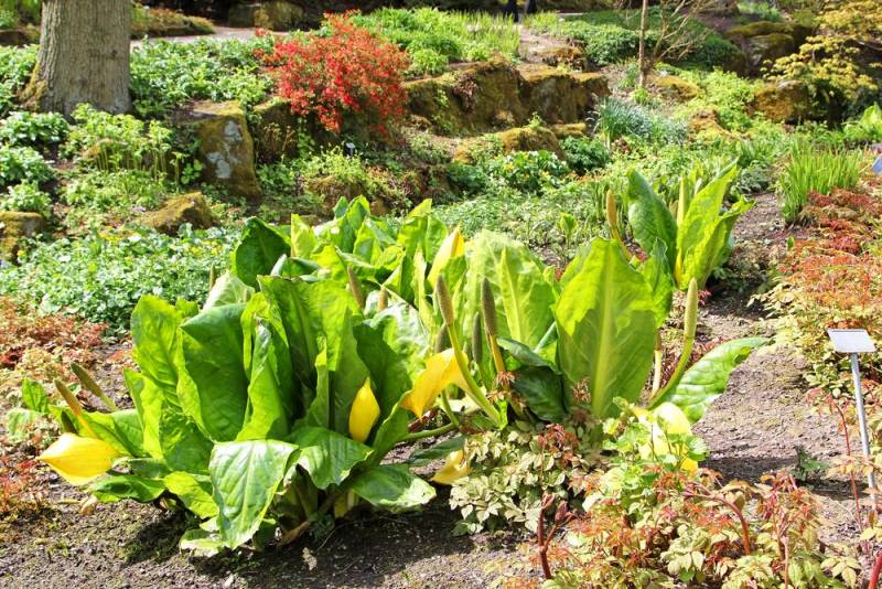  wierd plants - Skunk Cabbage 