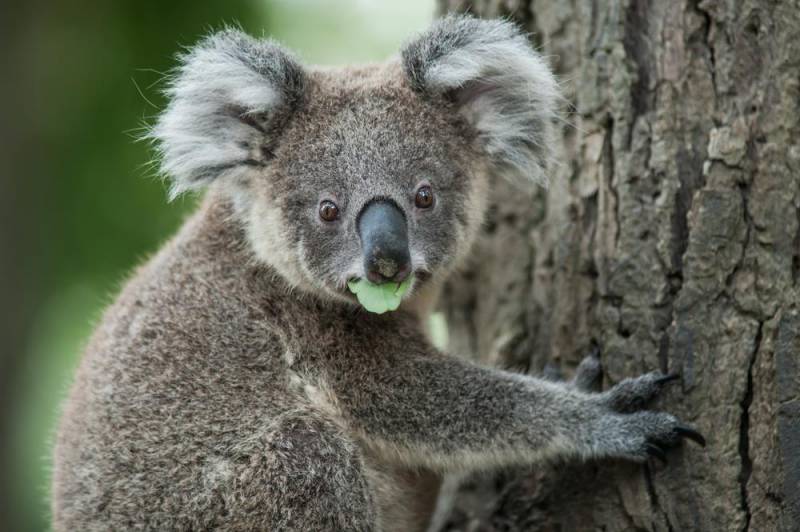 koala facts - Smell like Urine